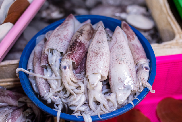 A Guide to Calamari Fishing in Australia: Tips, Techniques, and Equipm ...