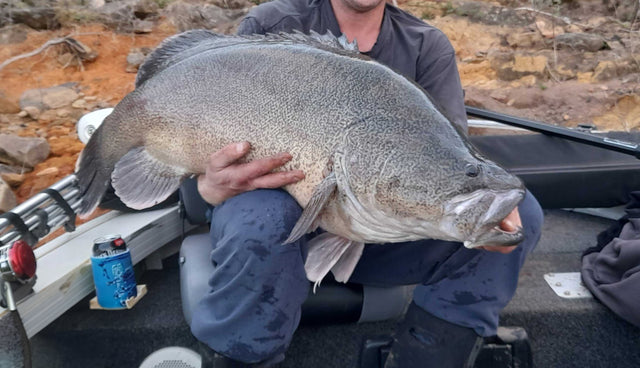 Murray Cod Winter Get Hooked: Murray Cod Fishing Season is Here! 🎣 – Compleat Angler ...
