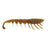 Bloodworm UV